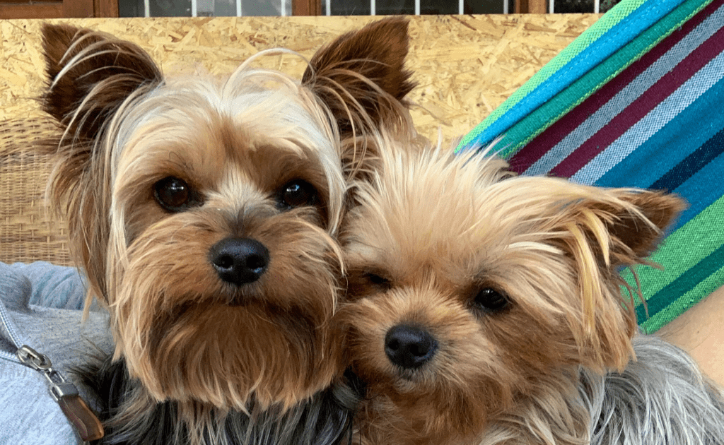 Pooch - Dog Daycare