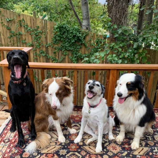 Pooch - Daycare Dogs