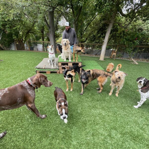 Pooch - Daycare Dogs